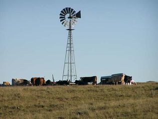 grazing cattle