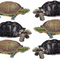 Turtle, tortoise, reptile. Uses assets 88582 & 89606