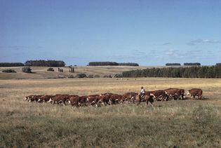 gaucho herding cattle in Uruguay