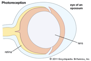 details of the lenses in opossum eyes