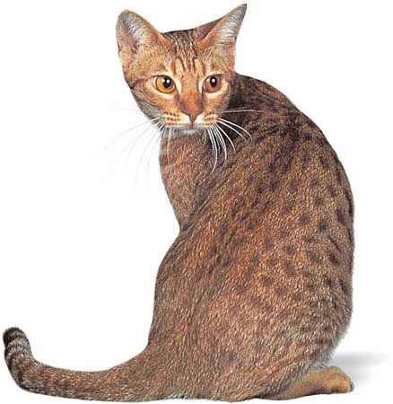 Ocicat.