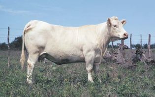 Charolais cow