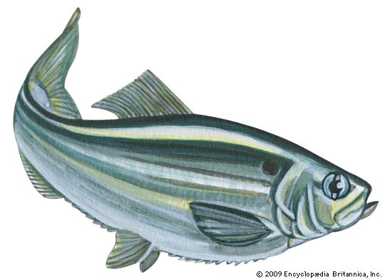 Alewife (Pomolobus pseudoharengus)