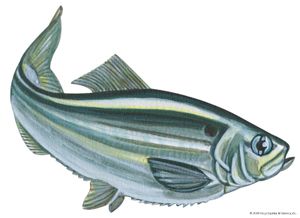 Alewife (Pomolobus pseudoharengus)