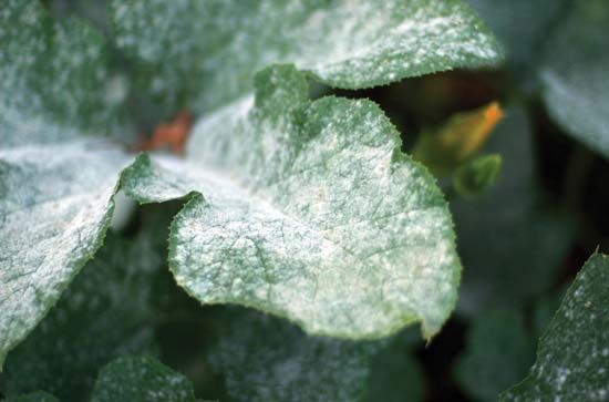 powdery mildew