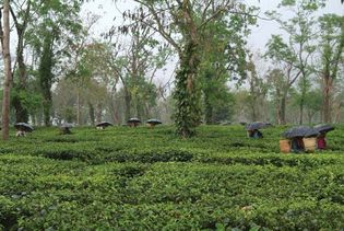 Assam state, India: monsoon