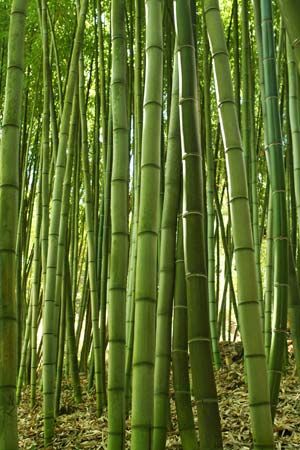 bamboo forest