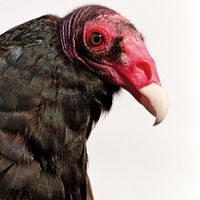 turkey vulture. vulture. Close-up of a head and beak of a Turkey vulture (Cathartes aura).