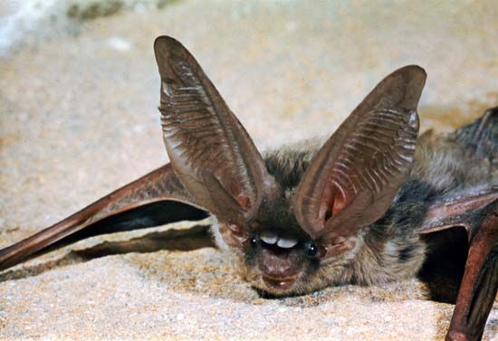 long-eared bat