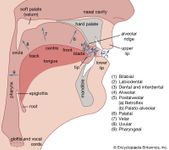 human vocal organs and points of articulation