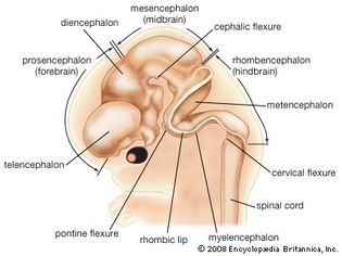 human fetal brain; prenatal development