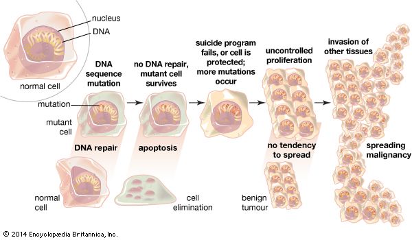 Failure of DNA repair mechanismsDNA repair mechanisms maintain the integrity of DNA, which often acquires mutations during replication. If these mechanisms fail, or if the cell does not undergo apoptosis (a genetically encoded cell “suicide”), more mutations may occur, and the cells will proliferate. If the proliferation is slow and localized to the area in which it begins, the result is a benign tumour. With fast, uncontrolled growth and the invasion of other tissues, a malignant tumour arises.