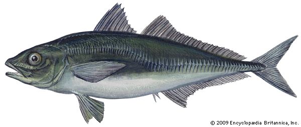 jack mackerel