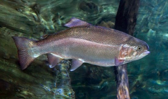 rainbow trout