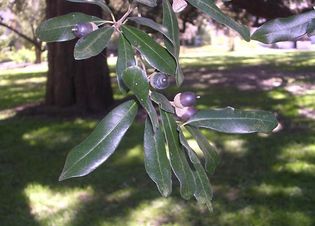 Southern live oak