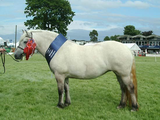 Highland pony