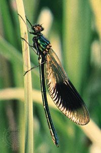 Male jewelwing damselfly (Calopteryx splendens).