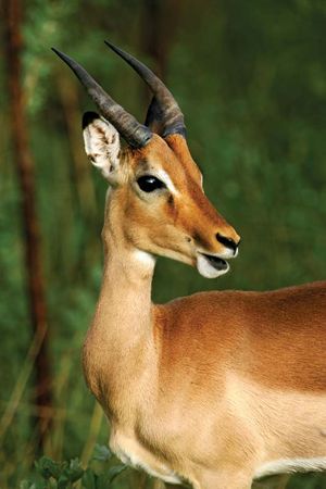 reedbuck