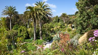 The exotic plants of Trebah Garden