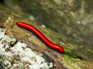 millipede