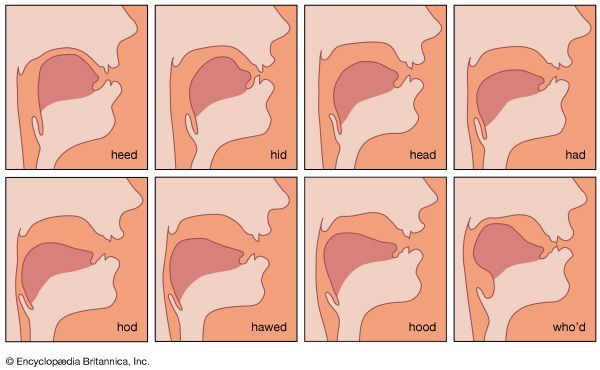 tongue position for vowel sounds