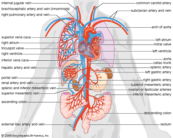 human circulatory system