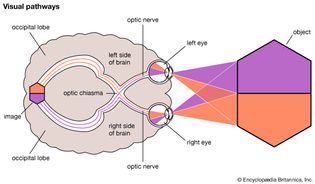 visual pathways in the human brain