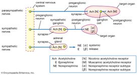 autonomic nervous system