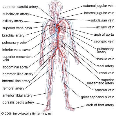 human circulatory system