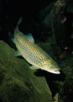 brown trout