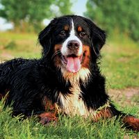 Bernese mountain dog laying on grass.