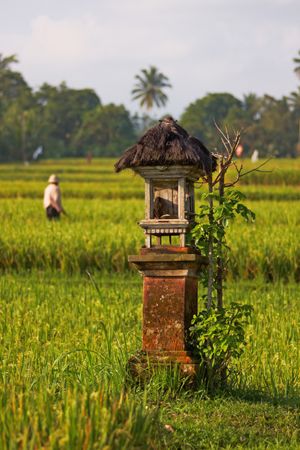 harvest festival in Indonesia