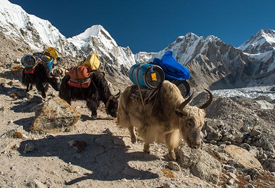 yak