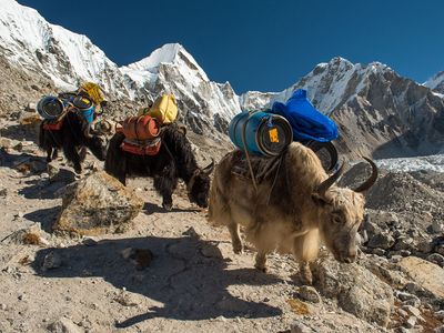 yak