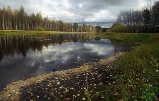 birch trees and conifers, West Siberian Plain