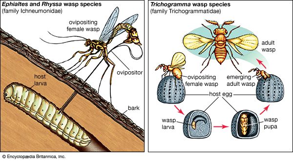 parasitoid