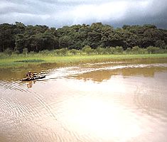 canoe on the Negro River