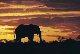 African savanna elephant