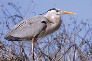 great blue heron