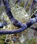 beard lichen