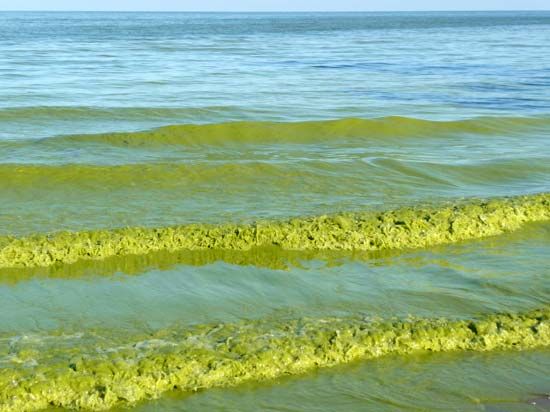 Lake Erie: algal bloom