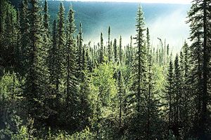 Alaskan spruce forest