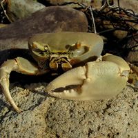 land crab