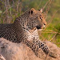 Leopard. Leopard (Panthera pardus) male leopard on a termite mound in Sabi Sand nature reserve, South Africa. panther, mammal, large cat, animal