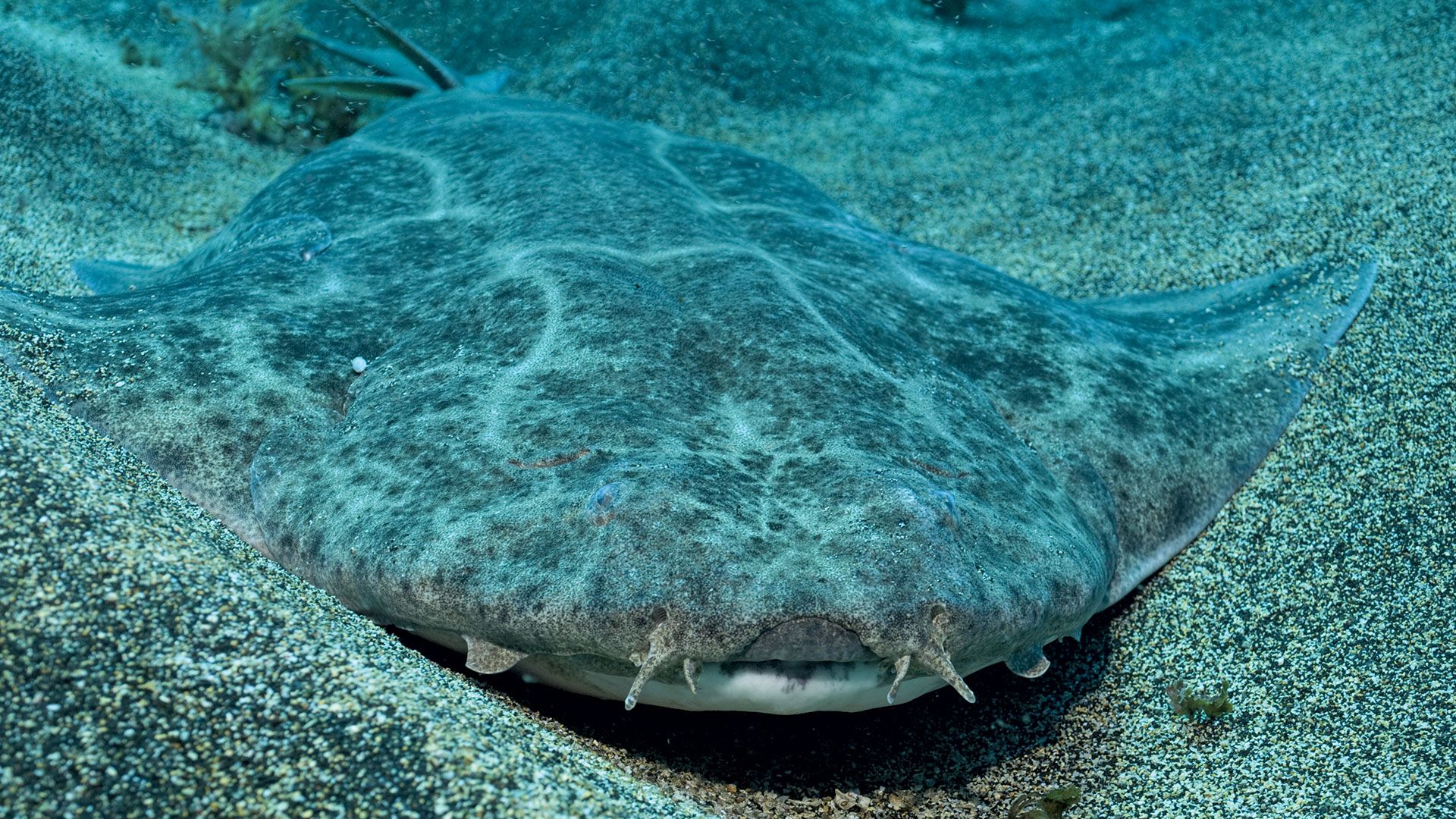 common angel shark