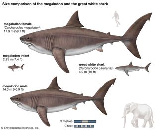 megalodon size