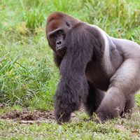 Portrait of western lowland gorilla (Gorilla gorilla gorilla), Bayanga, Central African Republic