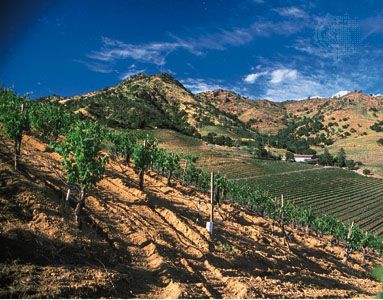 California: vineyards