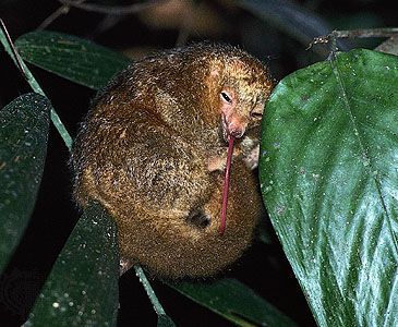 silky anteater