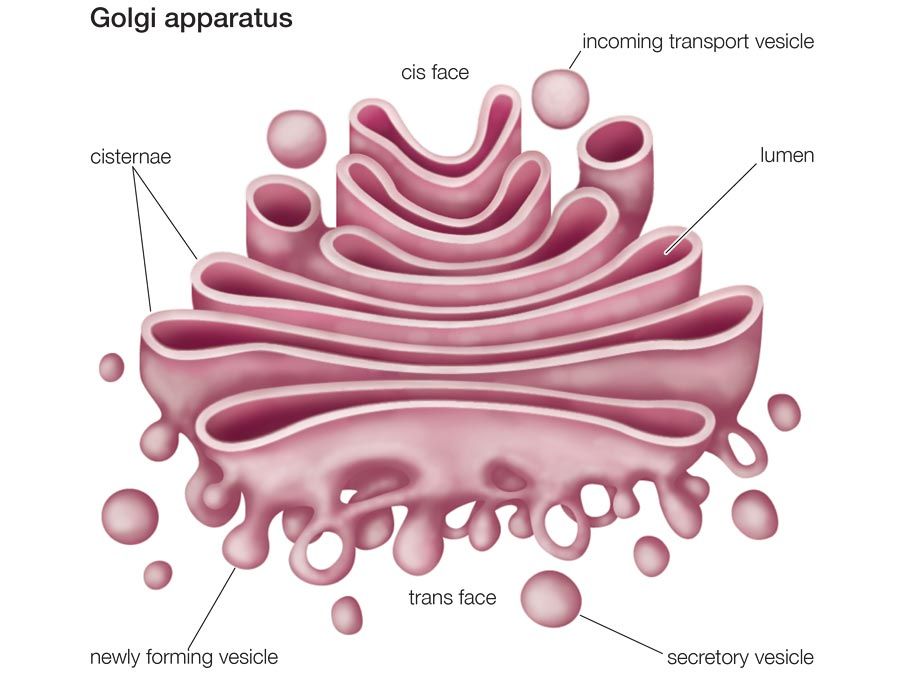 Golgi apparatus